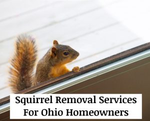 For Squirrel Removal Services, Squirrel Repair Services, Squirrel Control Services Near You And Costs In Columbus, Cleveland, Cincinnati, Toledo, Dayton, Youngstown, Springfield and Zanesville, Ohio Call 440-236-8114 To Request An Inspection And A Written Price Quote For Squirrel Trapping, Squirrel Exclusion And Squirrel Cleanup Services