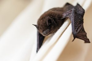 NOVEMBER 2, 2021 - The Cottom's Wildlife Removal Company Gets Rid Of Bats In Ohio All Year Long