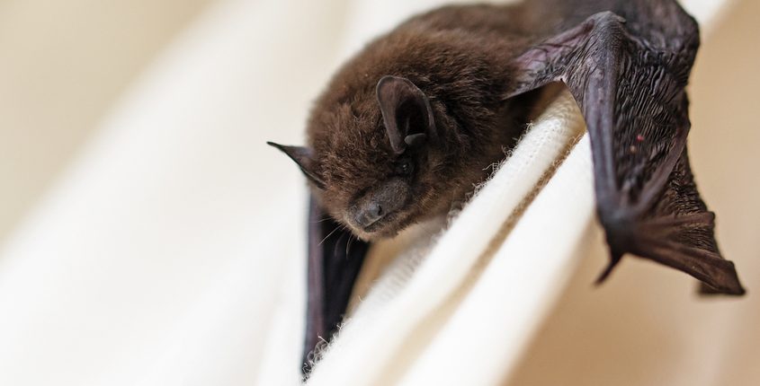 The Cottom's Wildlife Removal Company Gets Rid Of Bats In Ohio All Year Long