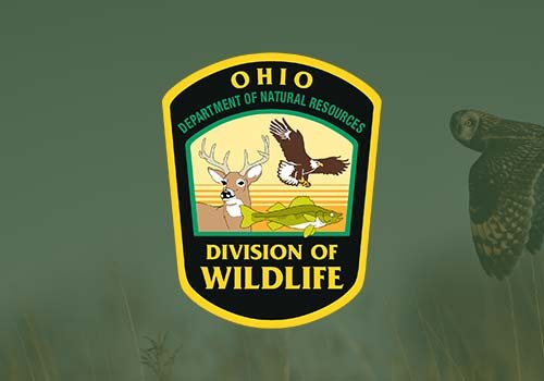 OHIO DIVISION OF WILDLIFE - If a bat continues to stay in your home, the Ohio Division of Wildlife recommends that you call a professional bat control service such as the Cottom's Wildlife Removal company (440-236-8114) to have it removed.