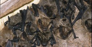 NOVEMBER 2, 2021 - To Request Humane Bat Removal Bat Cleanup Bat Guano Removal Bat Control And Bat Exclusion Services In Ohio To Get Rid Of Bats Call-440-236-8114