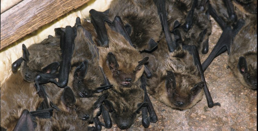 Why Bat Infestations in Ohio Continue, Even As Bats Die Off