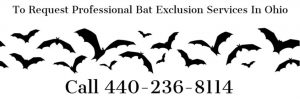 To Request Professional Bird And Bat Exclusion Services In Ohio Call 440-236-8114. The Cottom's Wildlife Removal Company Gets Bats And Birds Out Of Attics, Houses, Chimneys, Garages, Roofs And Walls In Ohio All Year Long.
