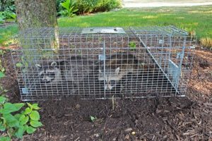 Trapping And Relocating Wildlife And Bird Nests In Ohio Is NOT A Good Long-Term Solution And Is Illegal In Certain Situations - Find Out How To Live Peacefully With Raccoons, Squirrels And Groundhogs In Ohio