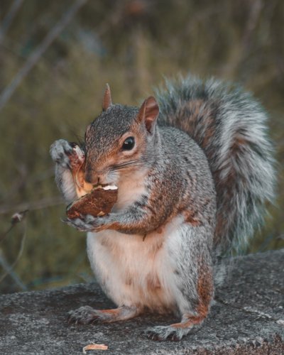What To Do About Squirrels | From The Humane Society of the United States | Squirrels and bird feeders | Squirrel damage in your yard and garden | Squirrels nesting in the attic | Squirrels nesting in the chimney | A squirrel loose in the house