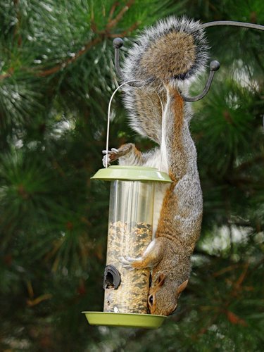 What To Do If You've Got Squirrels In Your Attic | Find the point of entry | Find out if it's a mother squirrel with young | Get them out | Keep them out