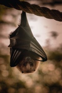 When Can You Remove And Get Rid Of Bats In Ohio? Individual bats can be removed from houses in Ohio year round. However, according to Ohio law, a small colony of 15 or more bats can not be removed between May 16 and July 31 because this is the time of year that young bats can not safely fly away. 