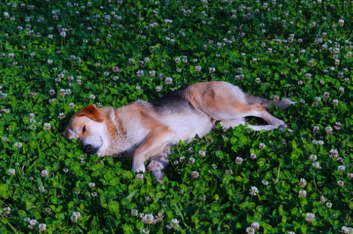 Who Do I Call To Pick Up A Dead Dog, Deceased Cat Or Pet In Ohio? Compassionate CWR pet removal professionals provide deceased pet pick up services to Ohio residents that do not want to bury their beloved dog, cat, snake or bird. In Ohio, call CWR at 440-236-8114 in Cleveland, 614-300-2763 in Columbus or 513-808-9530 in Cincinnati to schedule a time for a sensitive CWR domestic animal removal specialist to stop by your place. You can also call your local animal control office or a local veterinarian to see if they can arrange for the disposal or cremation of your beloved companion. Another option is to have your pet cremated and the ashes returned to you. It is legal to bury your pet in your own yard. Some pet owners in Ohio choose to have their pet laid to rest in one of multiple pet cemeteries located throughout the state. However, this option is somewhat expensive.