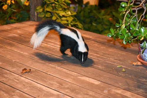 Who Do You Call To Trap And Remove A Skunk In Ohio? Cottom's Wildlife Removal Company