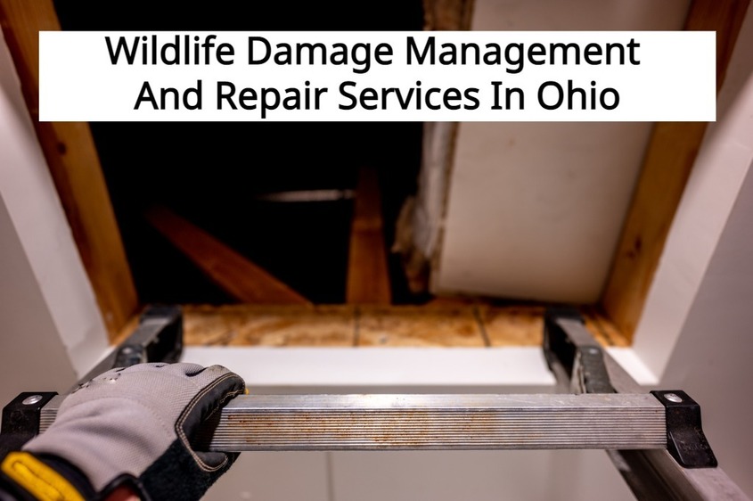 NOVEMBER 19, 2021 - To Request Wildlife Damage Management And Repair Services In Ohio Call 440-236-8114 _ Costs Start At$699 - For Homes And Businesses In Cleveland, Columbus And Cincinnati