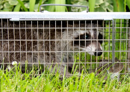 BOOK Space Age Coon Trapping Raccoon NEW traps 
