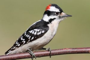 Woodpecker Removal, Management, Control And Trapping Services Near Cleveland, Columbus And Cincinnati For Ohio Homeowners