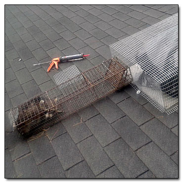 You can hire a professional raccoon removal and exclusion service such as the Cottom's Wildlife Removal company or do-it-yourself You can hire a professional raccoon removal and exclusion service such as the Cottom's Wildlife Removal company or do-it-yourself.