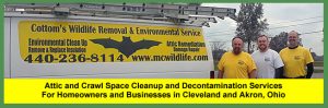 PROFESSIONAL ATTIC CLEANING, RESTORATION, DECONTAMINATION AND ODOR REMOVAL SERVICES IN OHIO - June 16, 2021 - Attic Cleaning, Restoration, Decontamination, Sanitizing, Odor Removal And Insulation Replacement Services For Ohio Homeowners That Live In, And Near, Columbus, Cincinnati And Cleveland | Schedule An Attic Inspection | From $239+ | Call 440-236-8114 In Cleveland 440-236-8114, 614-300-2763 in Columbus Or 513-808-9530 In Cincinnati 513-808-9530 | CWR Decontamination Technicians Restore Attics in Canton, Toledo, Dayton, Chillicothe, Youngstown, Marietta, Canton And Akron | CWR Removes And Excludes Raccoons, Squirrels, Mice, Rodents, Birds And Bats From Attics, Roofs, Vents And Chimneys