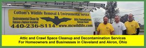 Attic and Crawl Space Cleanup and Decontamination Services For Homeowners and Businesses in Cleveland and Akron, Ohio