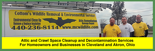 Attic Decontamination Cost Attic Construction