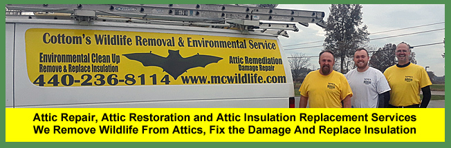 Cottom's Wildlife Removal provides attic repair, attic restoration, attic decontamination and insulation replacement services in Cleveland, Columbus, Cincinnati and Akron Ohio.