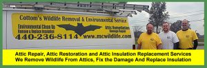 Attic Repair, Attic Restoration, Attic Decontamination and Attic Insulation Repair Services for Homeowners in Cleveland and Akron.