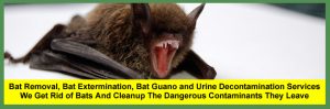 Bat Removal Services, Bat Control Services, Bat Guano and Bat Urine Decontamination Services for Homeowners and Businesses in Cleveland Columbus, Cincinnati And Akron Ohio.