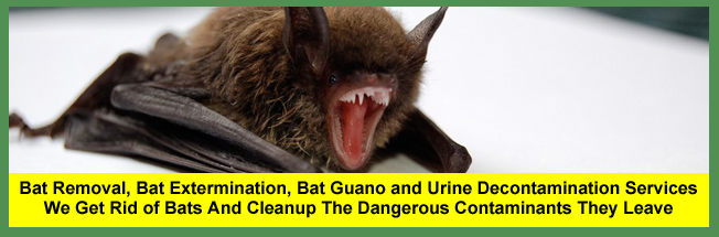 Bat Removal And Bat Guano Cleanup Services In The Cincinnati And Dayton Area