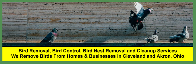 Bird Removal Services In Cleveland, Columbus And Cincinnati Ohio