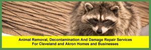 Wildlife and Animal Removal Services for Homeowners and Businesses in Cleveland and Akron, Ohio