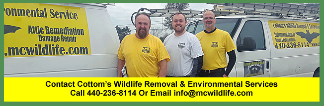 Call the Cottom's Wildlife Removal company at 440-236-8114 in Cleveland, 614-300-2763 in Columbus or 513-808-9530 in Cincinnati.