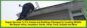 Wildlife Damage Repair Services For Cleveland, Columbus, Cincinnati & Akron Ohio Homeowners & Businesses | After wildlife, critters, animals, raccoons, birds or bats have been removed, damage management and repair services are provided for Ohio homeowners.