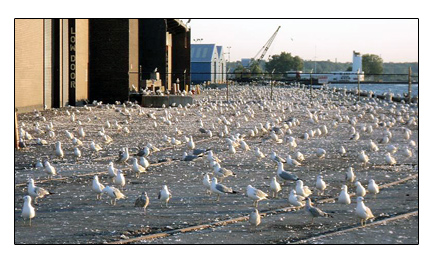Seagulls On Factory Roof Causing Environmental Damage