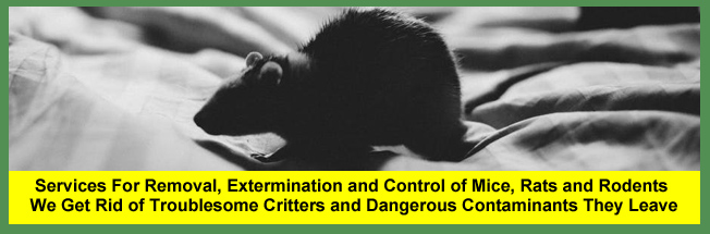 Mice, Rat and Rodent Removal and Extermination Services For Homeowners and Businesses in Cleveland and Akron