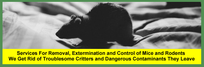Mouse Extermination Services For Cleveland and Akron Families