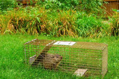 Pictured here is a nuisance groundhog (woodchuck) that was caught in a live trap by Cottom's Wildlife Removal company for a customer in Cleveland. Groundhogs in Ohio are a nuisance around gardens, farms, building foundations and yards. The Cottom's Wildlife Removal company gets groundhogs out of yards, holes, gardens, garages, trees, crawl spaces, trees, car engines and from under sheds and houses.