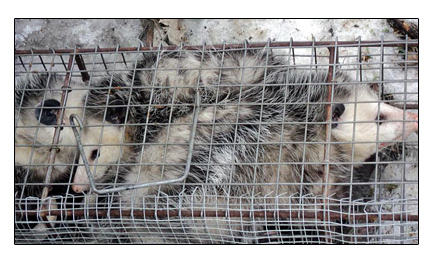Possums Trapped For A Customer in Cleveland, Ohio.