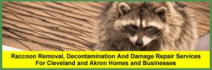 Raccoon On Roof of a House in Cleveland
