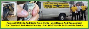 Removal Of Birds From Vents For Cleveland And Akron Families - Vent Repair and Replacement Services