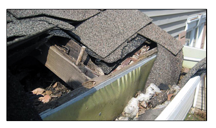 Roof And Gutter Damage Caused By A Raccoon