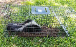 The Cottom's Wildlife Removal company uses live traps to catch skunks in Cleveland, Columbus And Cincinnati Ohio