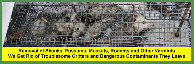Skunk, Possum, Muskrat, Rodent, Varmint Removal Services For Homeowners and Businesses in Cleveland, Columbus, Cincinnati, Toledo and Akron Ohio
