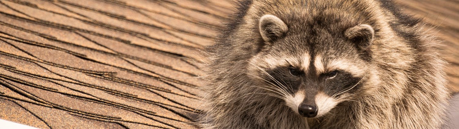 Before you try to clean an attic after a raccoon infestation, you have to first get rid of raccoons and keep them out