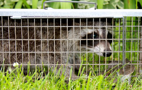 Request A Written Estimate For Wildlife, Animal, Bat Or Bird Removal And Exclusion Services In Ohio