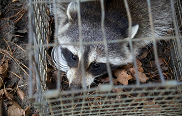 wildlife removal critters