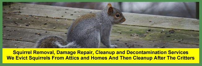 Squirrel Removal Near You In Cleveland, Columbus And Cincinnati Ohio