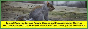 How To Get Rid Of Squirrels In Your House Or Attic In Ohio | Cage Trapping | Best Company For Squirrel Removal, Squirrel Damage Repair, Squirrel Removal From Attics And Squirrel Pest Control Services Near Columbus And Central Ohio | Costs From $299+