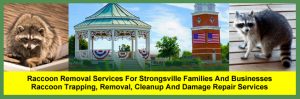Raccoon Trapping and Removal Services For Families in Strongsville, Ohio