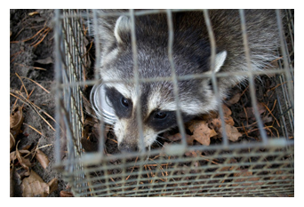Trapped Raccoon in Cage